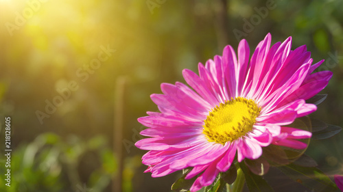 Beautiful flower on a blurred bokeh background