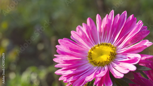 Beautiful flower on a blurred bokeh background