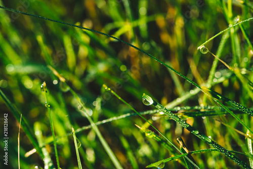 Beautiful vivid shiny green blade of grass with dew drops close-up with copy space. Pure, pleasant, nice greenery with rain drops in sunlight in macro. Green textured plants in rain weather.