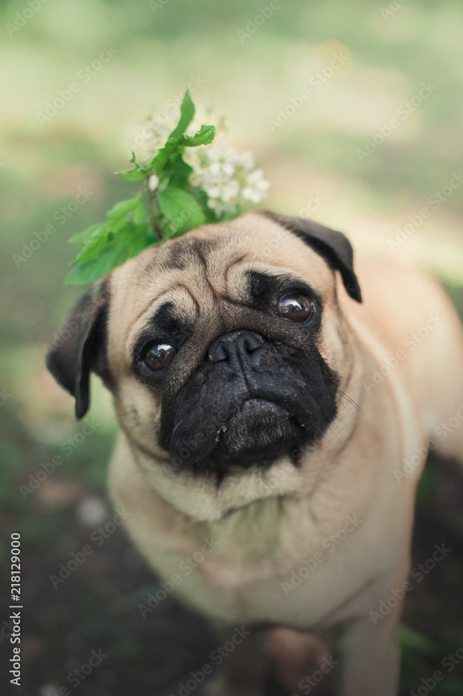 small dog pug with the plant and flowers on his head. Fun pet small dog pug with the plant and flowers on his head. Fun pet
