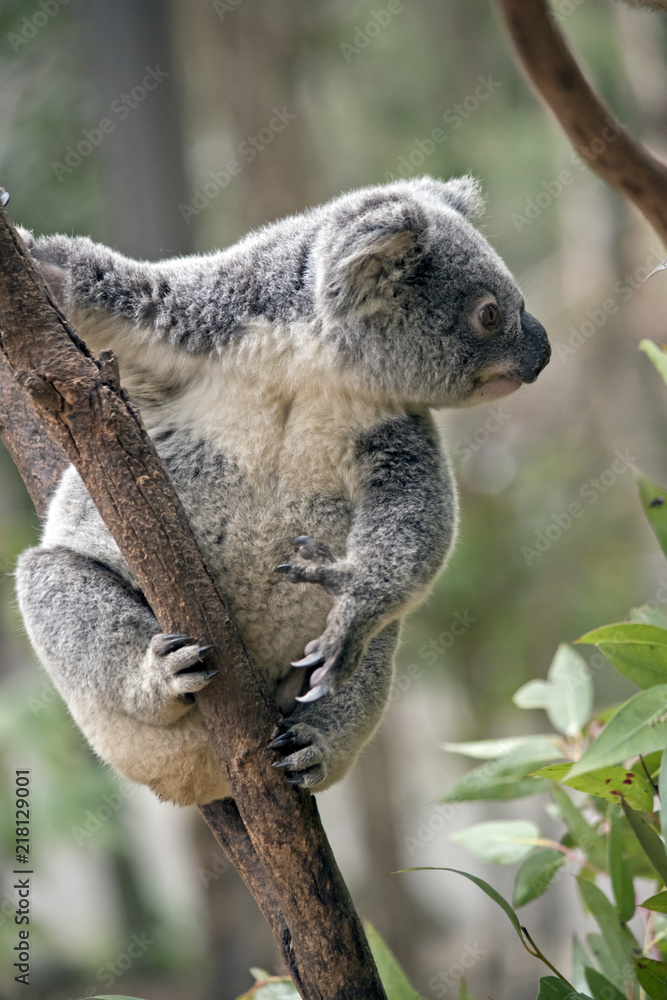 Fototapeta premium joey koala