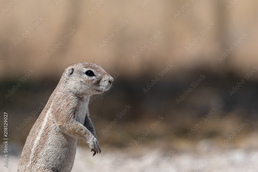 Close up portrait of ground squirrel with text space on right Close up portrait of ground squirrel with text space on right
