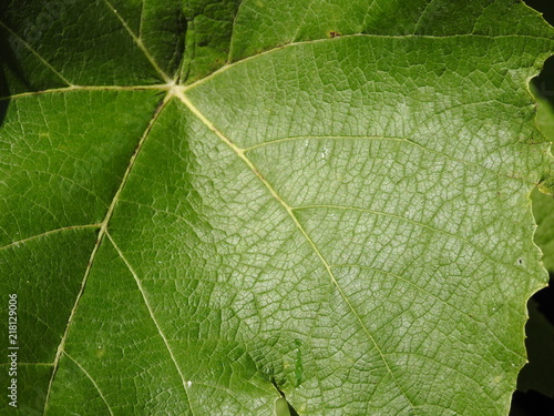 macro leaf