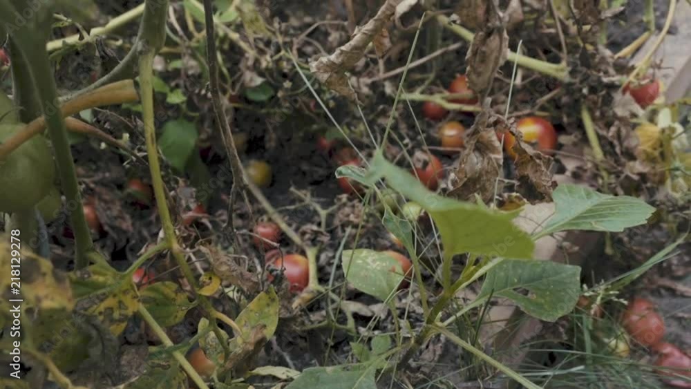 Slow motion shot of dried out and fallen tomatos in greenhouse Slow motion shot of dried out and fallen tomatos in greenhouse