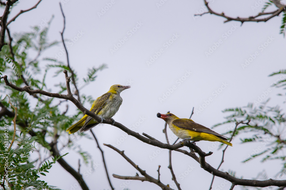 Young Eurasian Golden Oriole or Oriolus oriolus feeds the chick