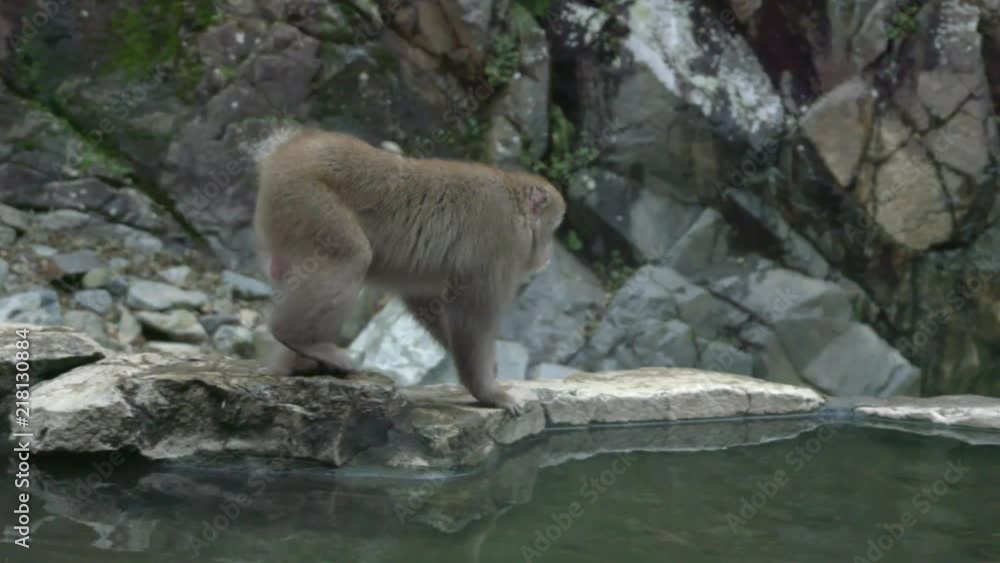 Snow monkeys in Japan, (macaques) enjoying the thermal pools of Nagano. Red faced and fuzzy! Snow monkeys in Japan, (macaques) enjoying the thermal pools of Nagano. Red faced and fuzzy!