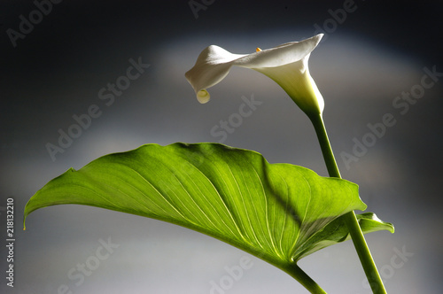 Canvas Print Zantedeschia Calle الكالا Zantedeschien Huonevehkat Calla Fiore Зантедеския 馬蹄蓮屬