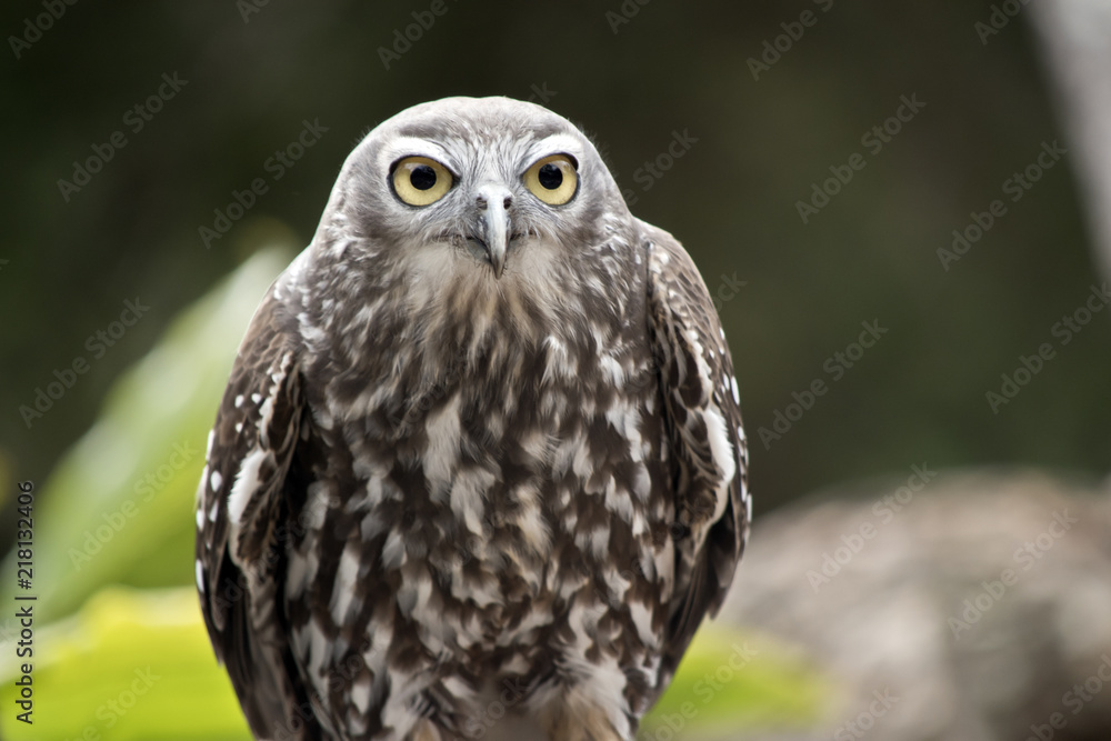 Obraz premium barking owl