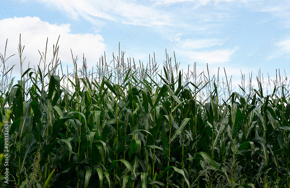Cornfield in Summer Blue Sky Latvia Europe Zemgale Cornfield in Summer Blue Sky Latvia Europe Zemgale
