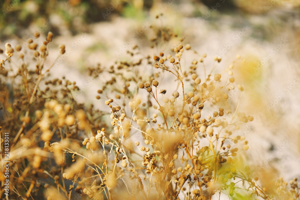 Fototapeta premium Flowers on plant in nature during dry summer. 