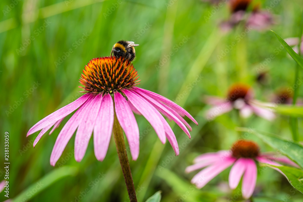 Bumble bee seen on pink daisy flowers in the wild Bumble bee seen on pink daisy flowers in the wild