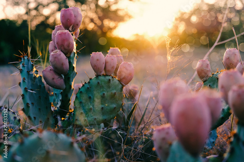 Fotografia Cactus in bloom during Texas rural summer sunset.
