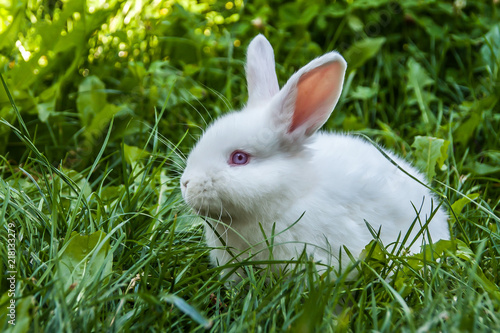 White rabbit outdoor inside green grass