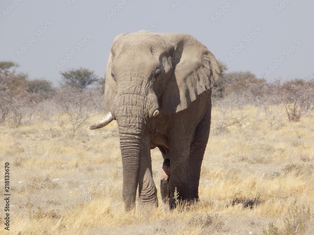 Elephant in Etosha