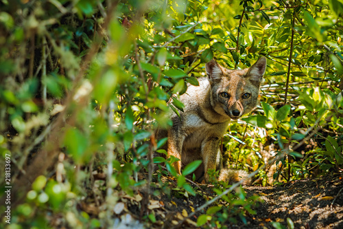 Very shy fox appears among the vegetation on a path of Vicente Perez Rosales National Park, Chile.