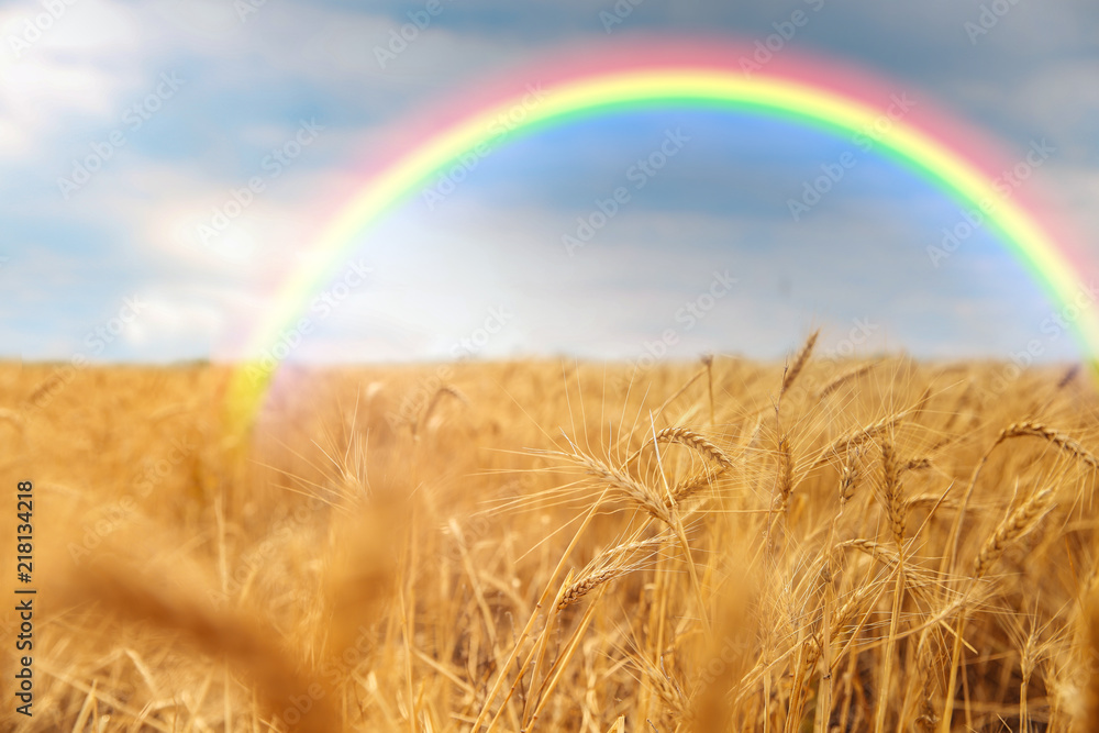 Obraz premium Beautiful view of landscape with rainbow and wheat field