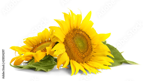 Fototapeta Naklejka Na Ścianę i Meble -  Beautiful sunflowers with leaves on white background