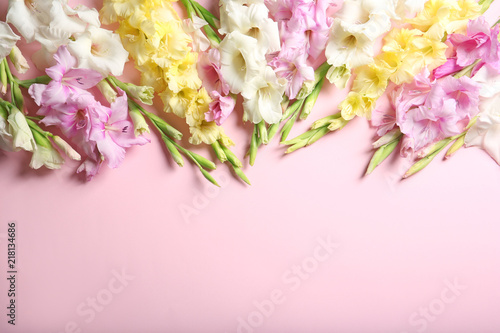 Flat lay composition with beautiful gladiolus flowers on color background