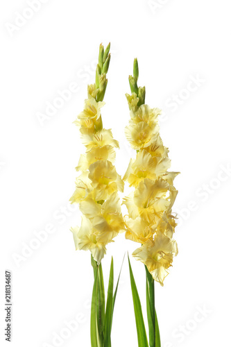 Beautiful gladiolus flowers on white background