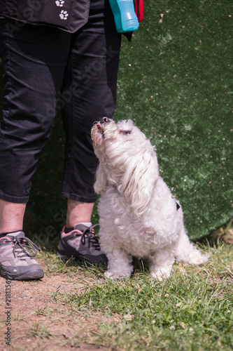 Portrait of bichon dog living in belgium