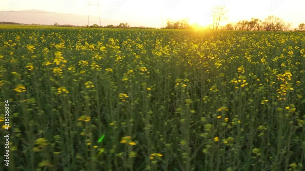 Calm canola field blooming in summer. Calm canola field blooming in summer.