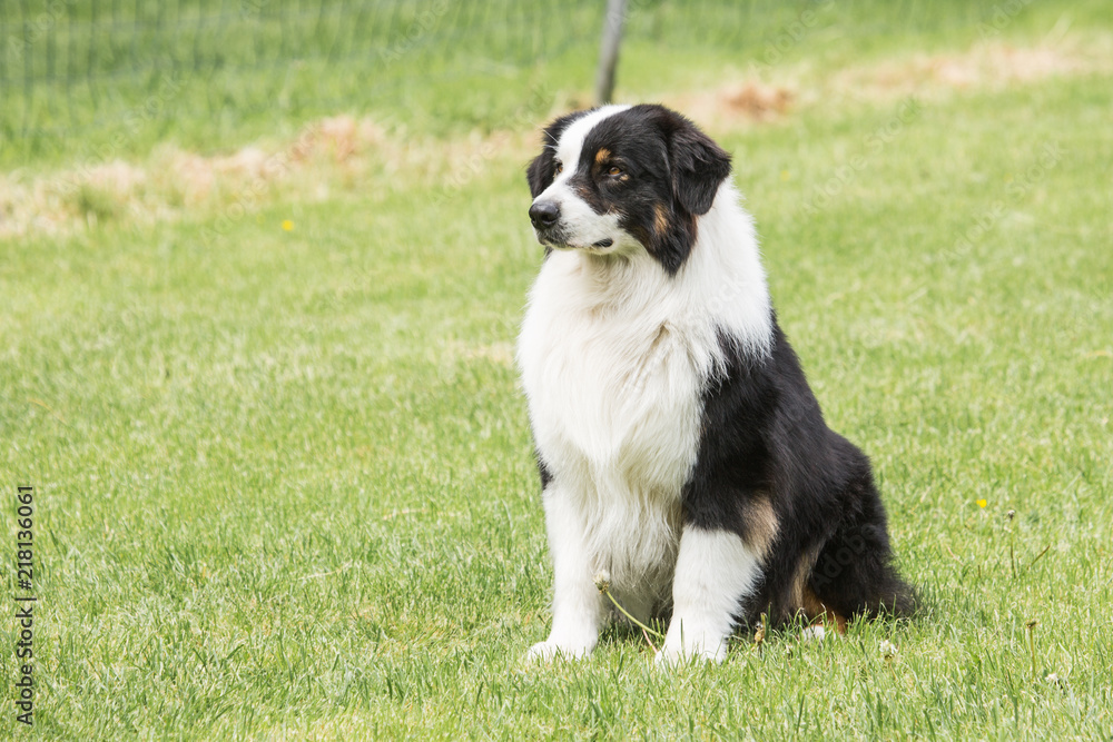 Portrait of border collie dog living in belgium Portrait of border collie dog living in belgium