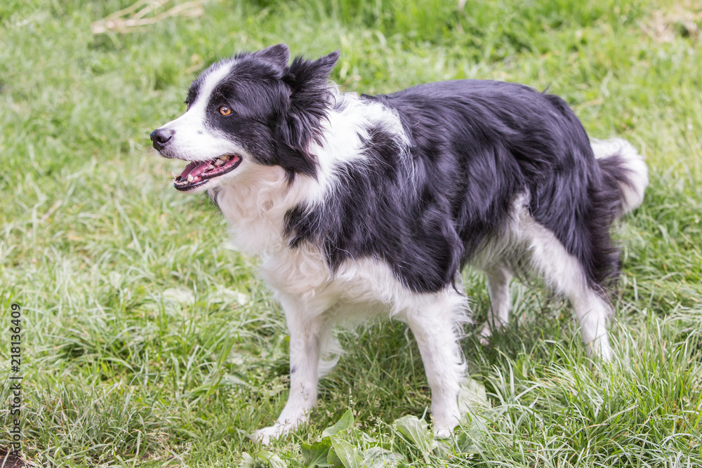Portrait of border collie dog living in belgium