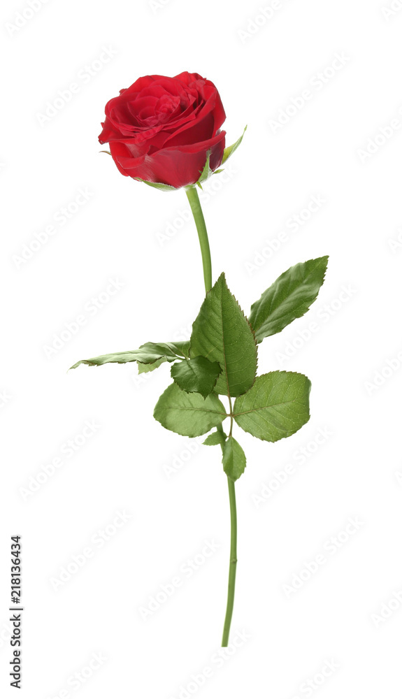 Beautiful red rose on white background. Funeral symbol Beautiful red rose on white background. Funeral symbol