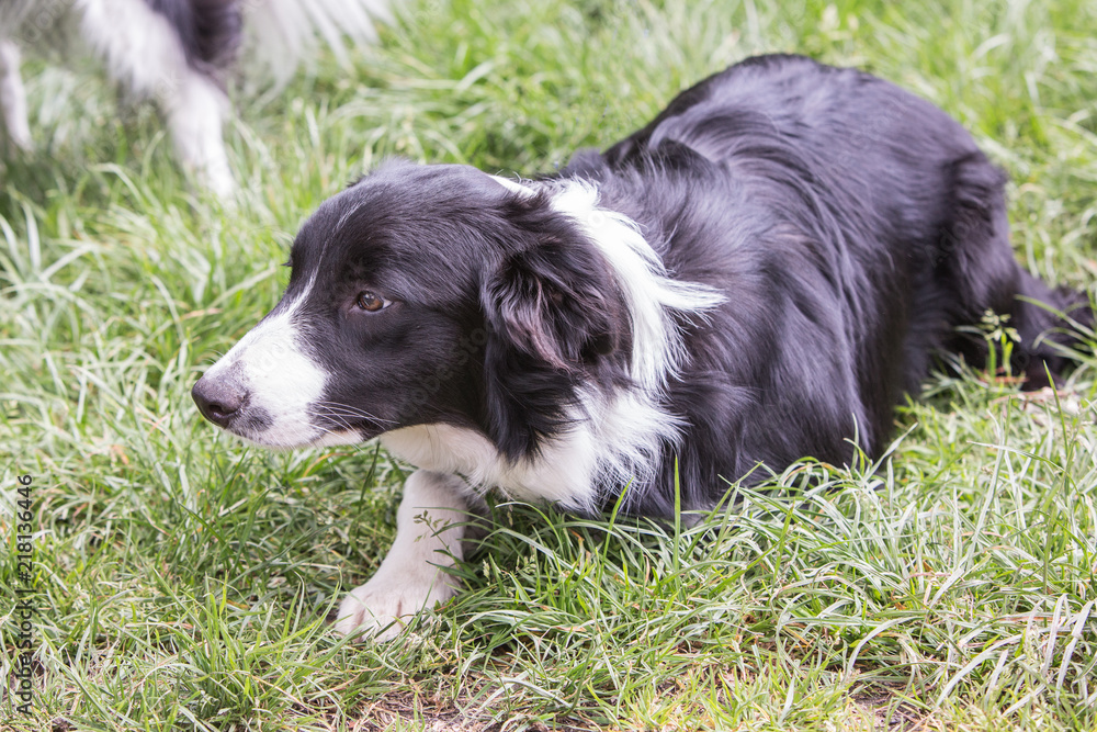 Portrait of border collie dog living in belgium Portrait of border collie dog living in belgium