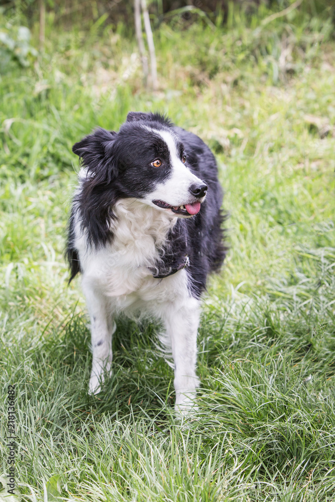 Portrait of border collie dog living in belgium