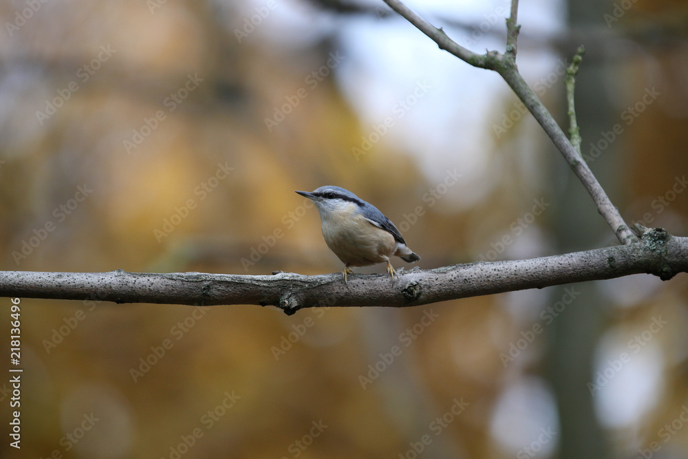 a beautiful nuthatch on a twig, Poland a beautiful nuthatch on a twig, Poland