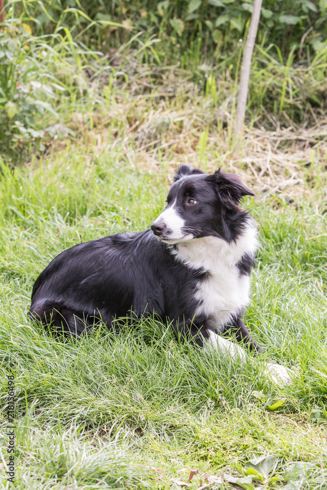 Portrait of border collie dog living in belgium