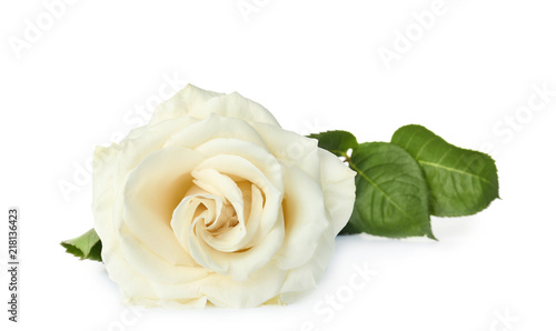 Fototapeta Naklejka Na Ścianę i Meble -  Beautiful fresh rose on white background. Funeral symbol