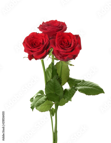 Beautiful red roses on white background. Funeral symbol