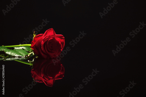 Beautiful red rose on black background. Funeral symbol