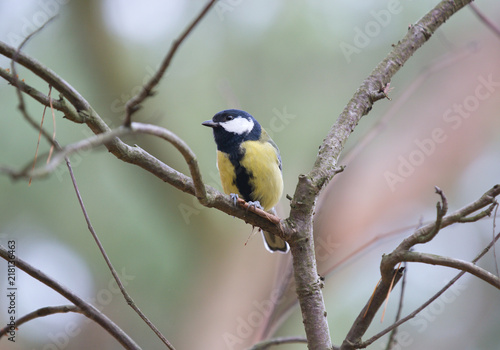 bird on branch , Great Tit Parus major, Poland