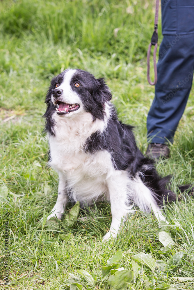 Portrait of border collie dog living in belgium