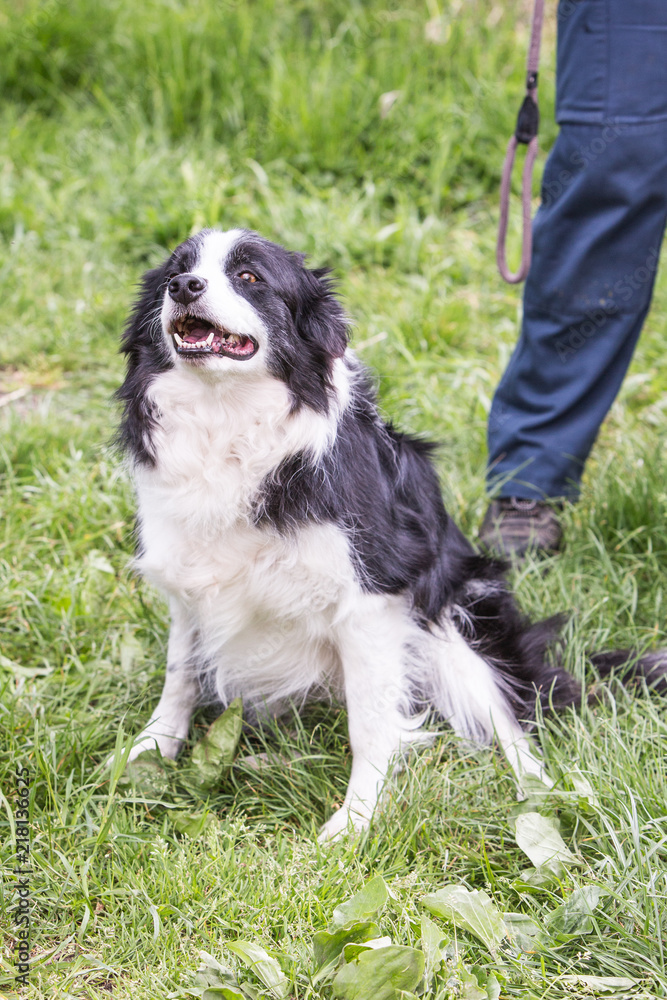 Portrait of border collie dog living in belgium