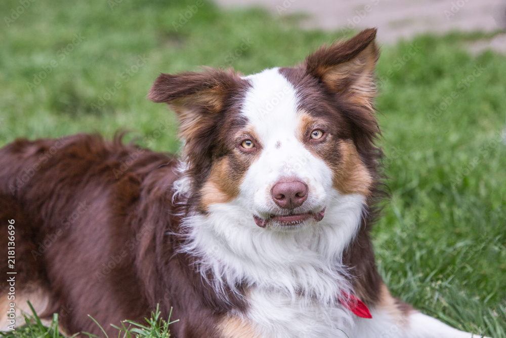 Portrait of border collie dog living in belgium Portrait of border collie dog living in belgium