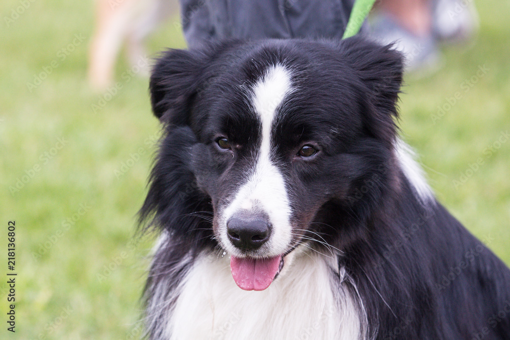Fototapeta premium Portrait of border collie dog living in belgium