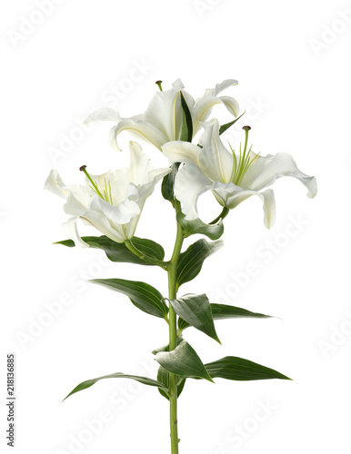Fototapeta Naklejka Na Ścianę i Meble -  Beautiful lilies on white background. Funeral flowers