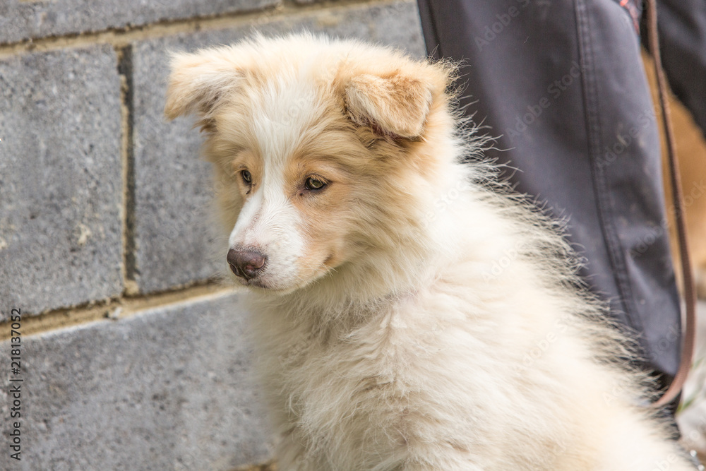 Portrait of border collie dog living in belgium Portrait of border collie dog living in belgium