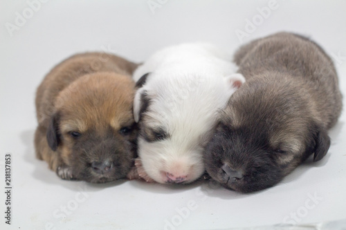 Puppy new born one newborn in Phuket Thailand