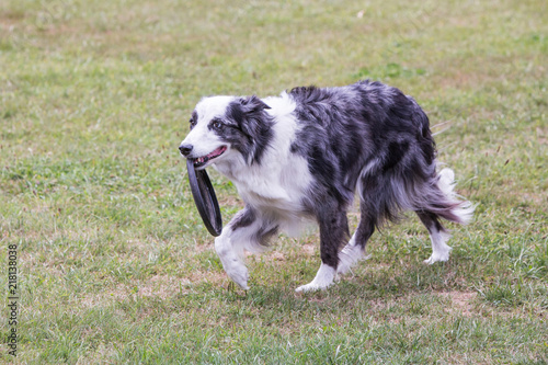 Portrait of border collie dog playing fresbee 