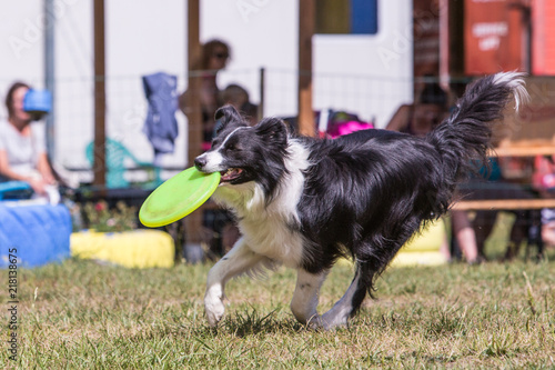 Portrait of border collie dog living in belgium