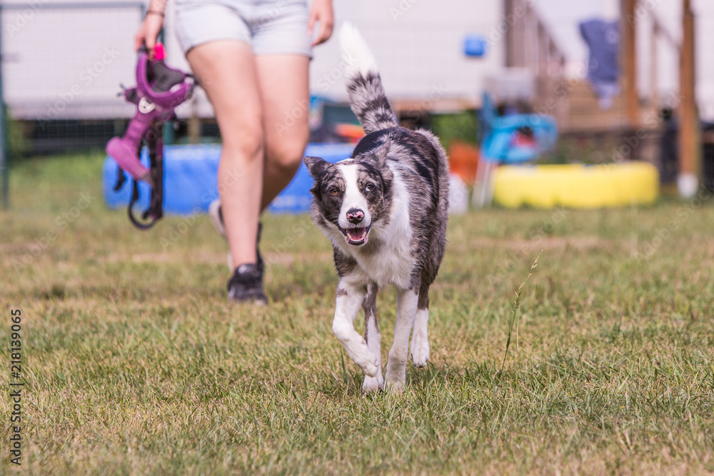 Portrait of border collie dog playing fresbee Portrait of border collie dog playing fresbee