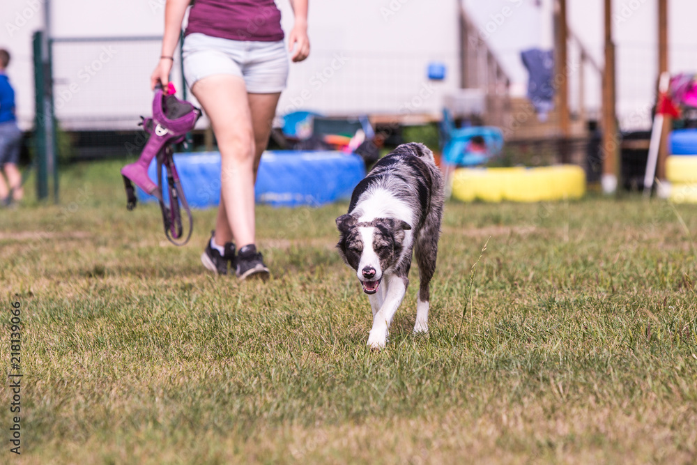 Portrait of border collie dog playing fresbee Portrait of border collie dog playing fresbee