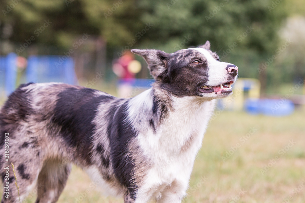 Portrait of border collie dog playing fresbee Portrait of border collie dog playing fresbee