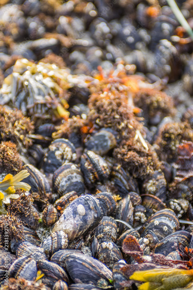 Beautiful seashells and seaweed Beautiful seashells and seaweed