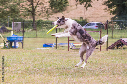 Portrait of border collie dog playing fresbee 